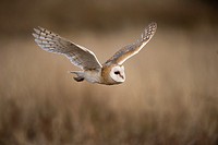 Barn owl (Tyto alba), flying, Czech Republic.