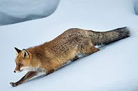 Fox (Vulpes vulpes) in snow, winter fur, National Park Gran Paradiso, Italy.