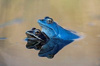 Moor frogs (Rana arvalis) mating, Bavaria, Germany.
