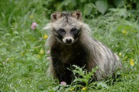 Raccoon dog, Nyctereutes procyonoides, Hesse, Germany.