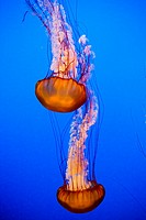 Two jellyfish in the aquarium