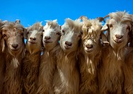 Goats, Opal Village Market, Xinjiang Uyghur Autonomous Region, China
