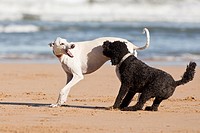 Dogs playing on the beach.