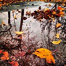 Living power of broken dreams - a puddle with fallen leaves
