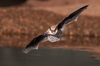 Big Brown Bat, Eptesicus fuscus, Green Valley, Arizona, USA; native to N America, C America, Caribbean & northern S America.
