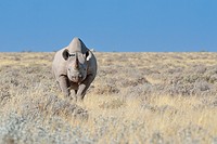 Black rhinoceros (Diceros bicornis), male standing in dry grass, Etosha National Park, Namibia, Africa.