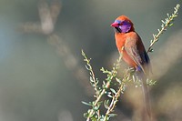 Violet-eared Waxbill (Uraeginthus granatina), male, perched on a twig, Kgalagadi Transfrontier Park, Northern Cape, South Africa, Africa.