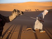 Moroccan men work with camels in Morocco.