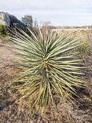 Banana yucca (Yucca baccata) is a common species of yucca native to the deserts of the southwestern United States and northwestern Mexico.