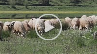 Sheep near Ladon river. Arcadia, Peloponnese, Greece