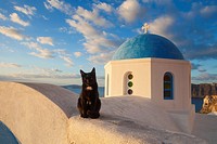 Domestic cat (Felis catus) in front of a church in Oia, Santorini, Greece.