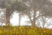 Oak savanna with wild flowers on a foggy late summer morning.