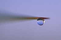 Macro image of a water drop suspended from beach grass.