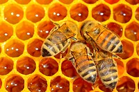 Close up view of the working bees on honey cells.