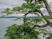 Trees and sea, Guanacaste, Costa-Rica.