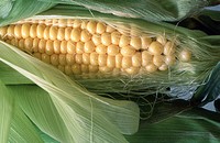 Yellow corn, a farmer´s staple in central and southern usa.