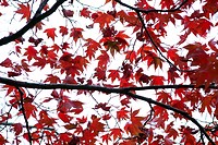 Japanese Maple tree, Acer japonicum, with red leaves, Frelinghuysen Arboretum, Morristown, New Jersey, NJ, USA.