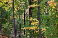 Woodland in autumn at the Frelinghuysen Arboretum, Morristown, New Jersey, NJ, USA.