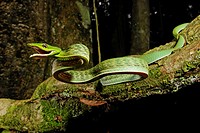 Oxybelis fulgidus. Defensive attack of a vinesnake. French Guiana.