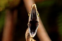 Oxybelis aeneus. Vine snake in a defensive posture on a branch. Mountain of Kaw forest. French Guiana.