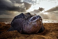Dermochelys coriacea. Leatherback turtle on the beach. Rémire-Montjoly. Spawning. French Guiana.