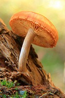 mushroom decomposing organic matter in the canyon Añisclo. Natioanal park Ordesa. Huesca. Spain.