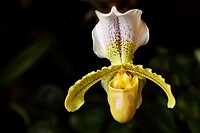 Yellow Paphiopedilum Insigne var sylhetense Venus Slipper orchid flower hybrid.