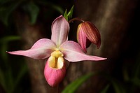 Pink Phragmipedium besseae Cape Sunset Lady´s Slipper orchid flower hybrid.