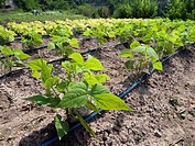 Vegetable garden of young green beans with drip irrigation hosepipes. Prat de Lluçanes countryside. Osona region. Barcelona province, Catalonia, Spain...