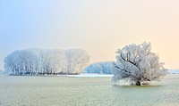 Frosty winter trees on Danube river.