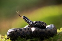 Adder (Vipera berus), curled up, female, darting the tongue in and out, Bavaria, Germany.