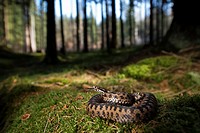 Adder (Vipera berus), curled up, female, darting the tongue in and out, Bavaria, Germany.