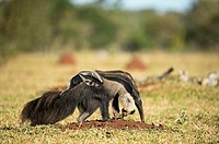 Giant anteater (Myrmecophaga tridactyla), female with cub on its back, looking for ants in farmland, Mato Grosso do Sul, Brazil.