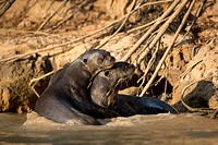 Giant otter (Pteronura brasiliensis), couple, sitting in shallow water. Pantanal, Mato Grosso, Brazil.