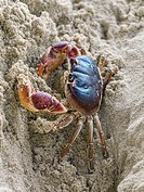 Gecarcinid land crab, Samana, Dominican Republic.