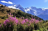 Red flowers and beautiful mountain scenery of the Alps, Hautes-Alpes, French Alps, France.