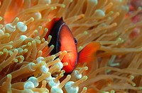 Cinnamon clownfish or Fire clownfish (Amphiprion melanopus), Redang Island, Malaysia, Southeast Asia.
