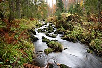 Landscape of a little River (Keine Ohe) flowing through the forest in autumn in the Bavarian forest, Bavaria, Germany.