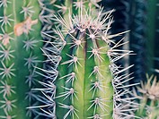Cactus plants.
