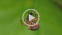 An female Orbweaver (Neoscona crucifera) spider wraps its caught prey, a Picnic Beetle (Glischrochilus quadrisignatus), in silk at the center of its w...