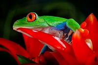 Agalychnis callidryas. Red eyed tree frog under the rain. Costa Rica.
