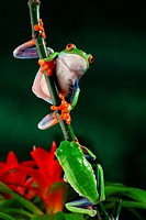 Agalychnis callidryas. Red eyed tree frogs on a little branch. Costa Rica.
