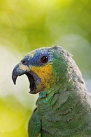 Amazona amazonica. Portrait of an orange-winged amazon. Salvation islands. French Guiana.
