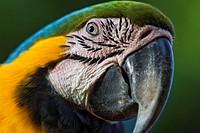 Ara ararauna. Blue and gold macaw, or blue and yellow macaw. Portrait. Salvation islands. French Guiana.