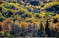 Backlit autumn trees, Acadia National Park, Maine, USA.