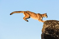 Adult mountain lion (Puma concolor) jumping, captive, California, USA