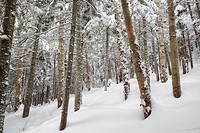Forest on the northern slopes of Mount Jim in Kinsman Notch of Woodstock, New Hampshire USA during the winter months.