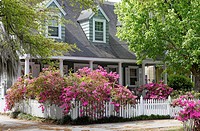 Wilmington, North Carolina. Blooming Azaleas on white picket fence in historic downtown.