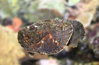 Close-up of a Stonefish (Synanceia verrucosa) in an aquarium.