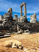 Temple of Apollo with sleeping dog at the Archeological area of Didim, Didyma, Aydin Province, Turkey, Europe.